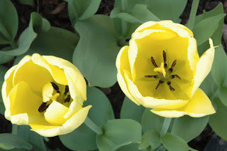 A close up of the darker yellow interior of an unknown variety of tulip.