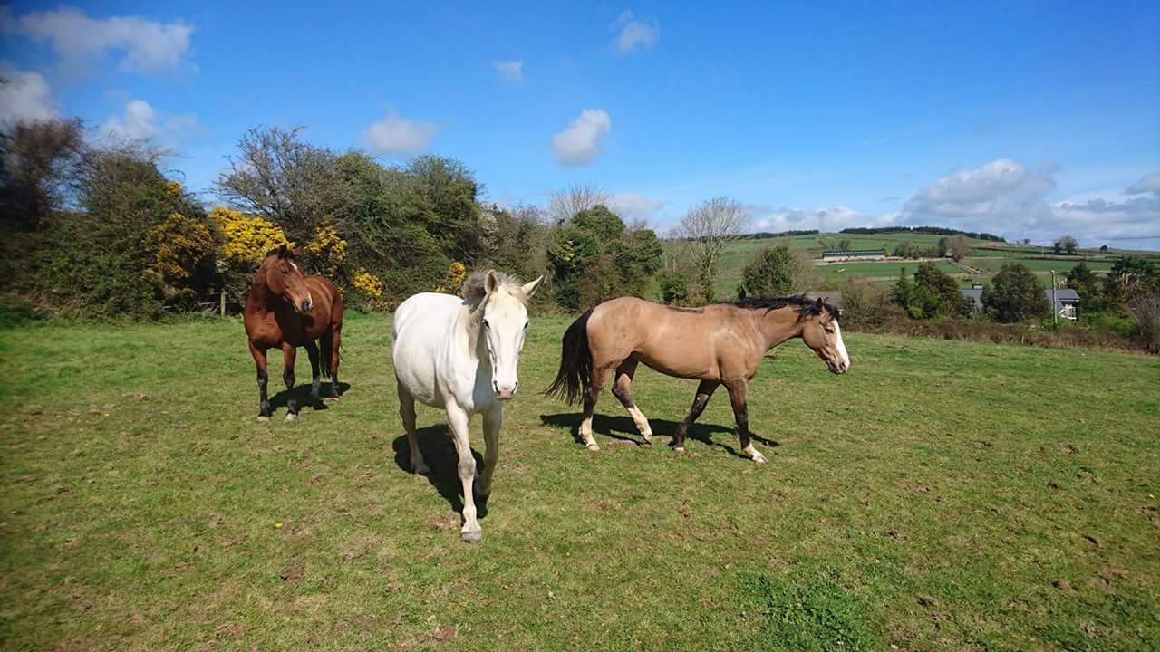 Greenway Equestrian Blog