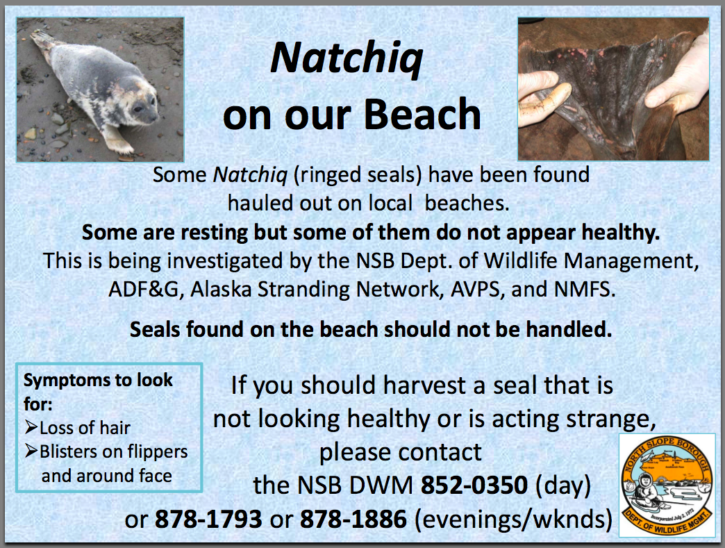 what next Deaths of ringed seals in Alaska Fukushima Fish Eaters