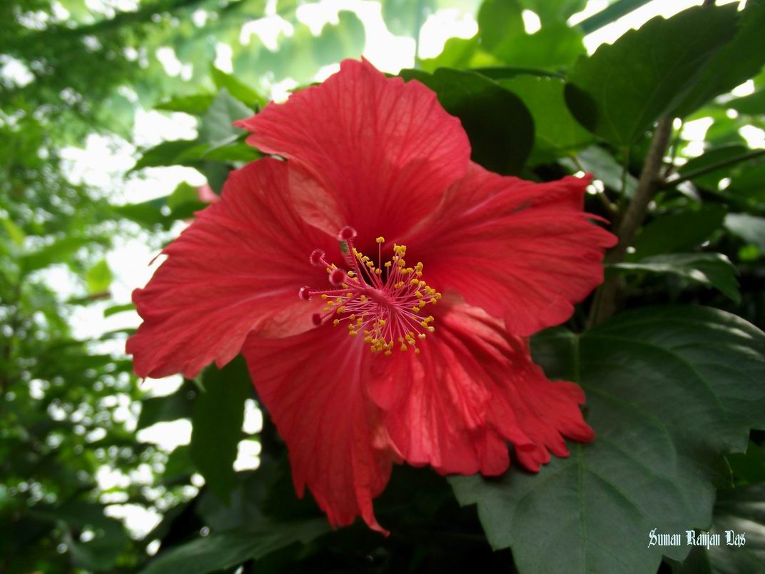 Flowers of Bangladesh Joba