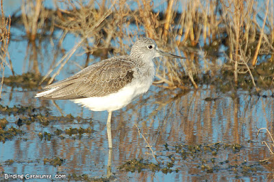 Archibebe claro (Tringa nebularia)