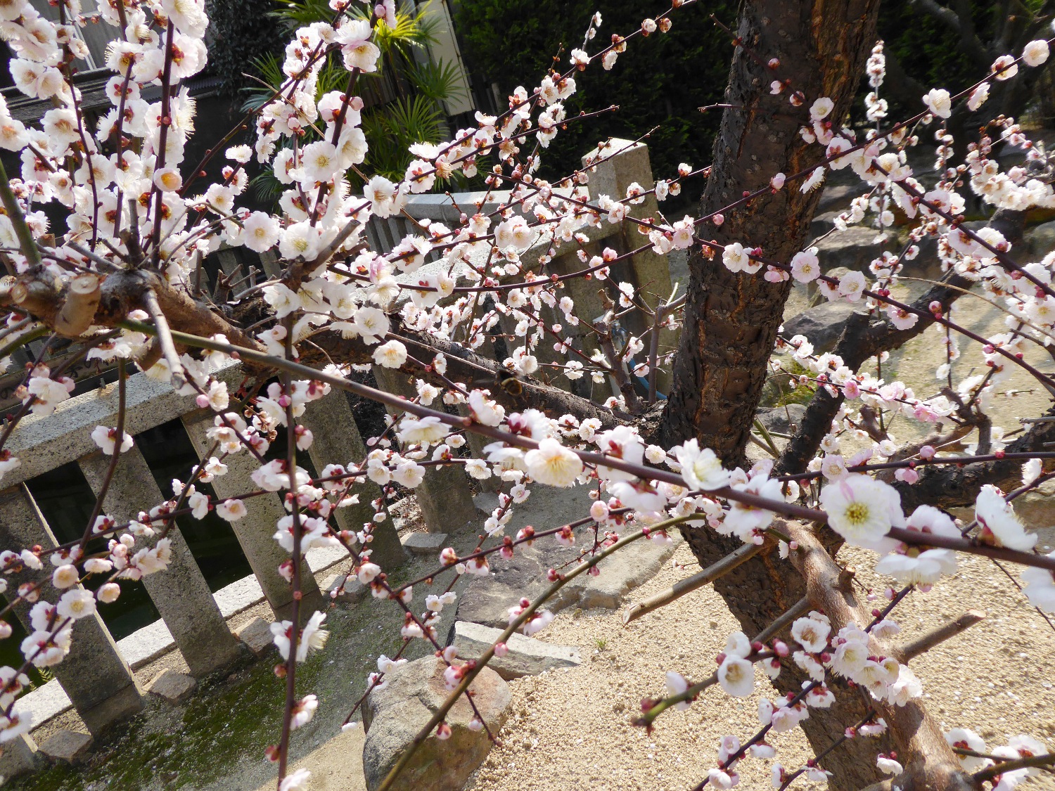 関西のウォーキングスポット ブログ 3月 16