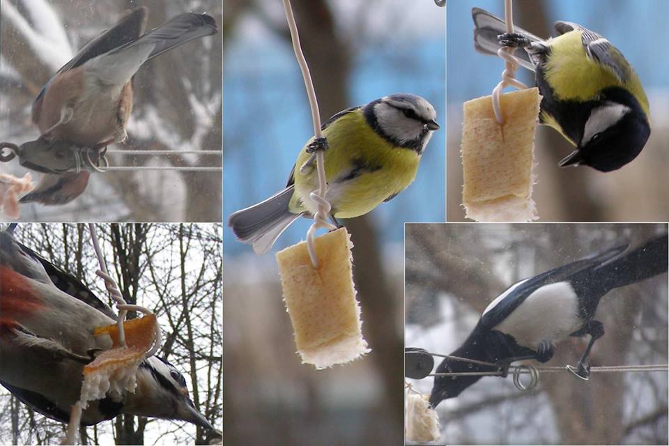 Основні корми для птахів у парку