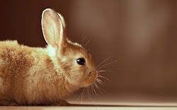 wallpapers rabbits bunny rabbit desktop downloads wallpapersafari eagle desert