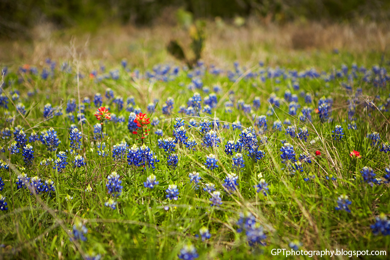 Blessings From Aubrey: Texas Blue Bonnets Blessings From Aubrey: Texas Blue Bonnets