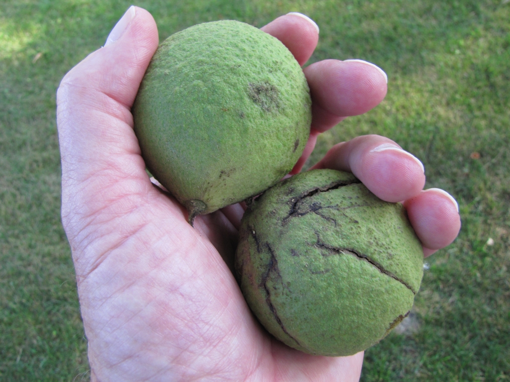 Pinehaven Farmersville, Ohio Black Walnuts Begin Falling