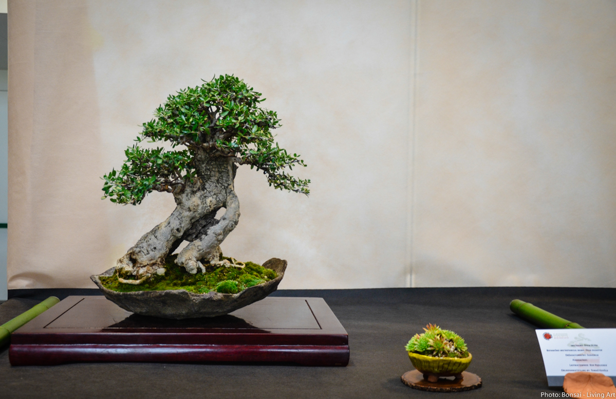 Bonsai Living Art