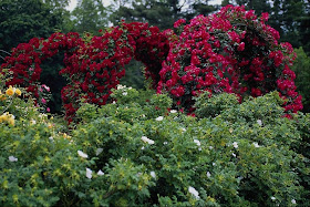 Funny Image Collection: Beautiful Flower Garden Wallpapers!