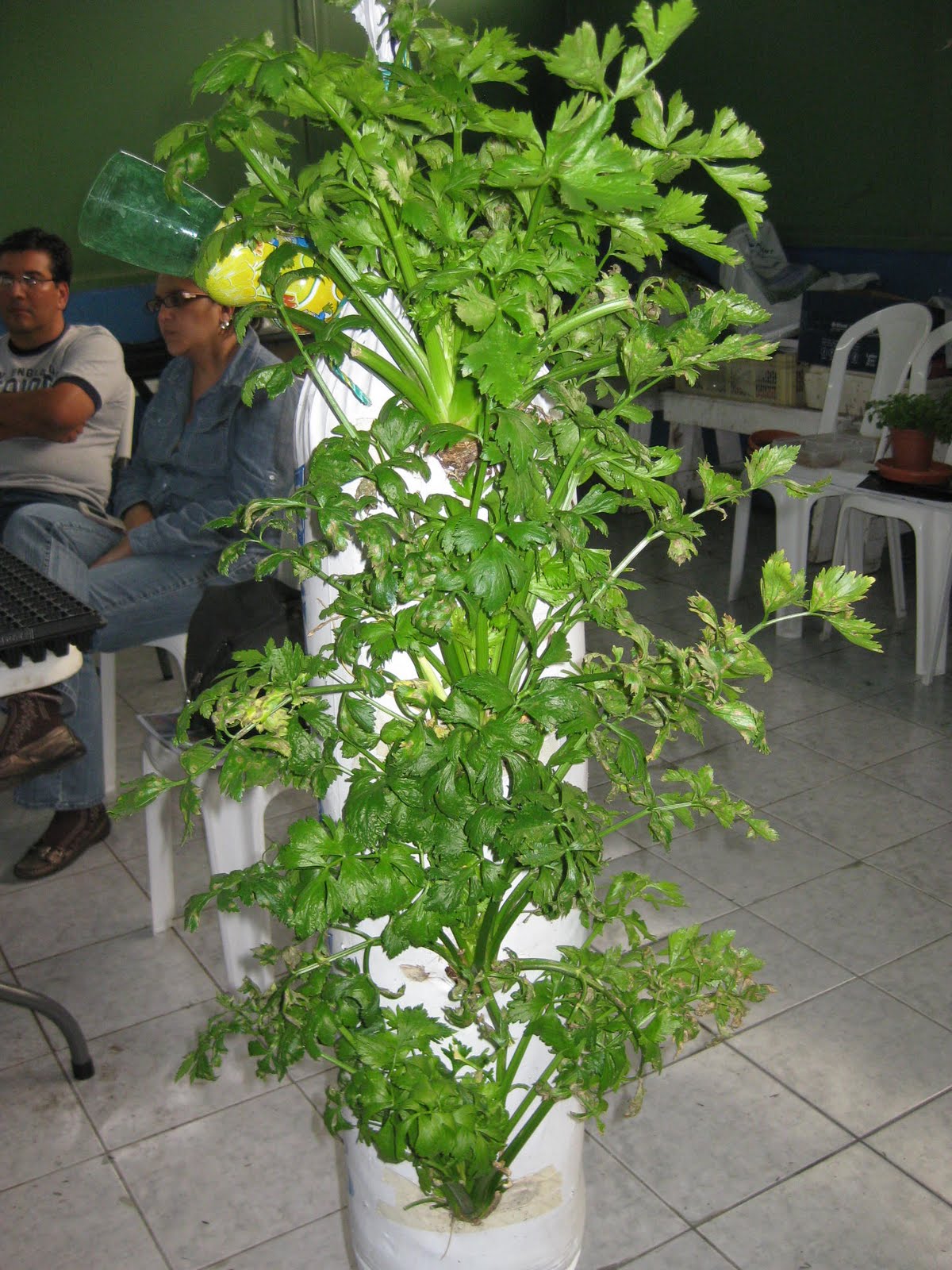 Costa Rica Blogging Hydroponics in Costa Rica