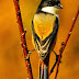 Gambar Burung Cendet Kicaucendet: Aneka Jenis Gambar Burung Cendet