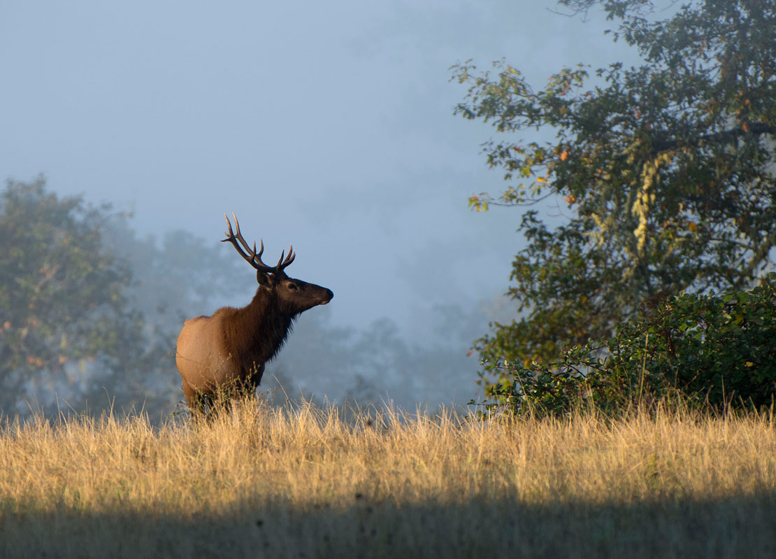 Robin Loznak Photography Shooting elk (with a camera) in Oregon