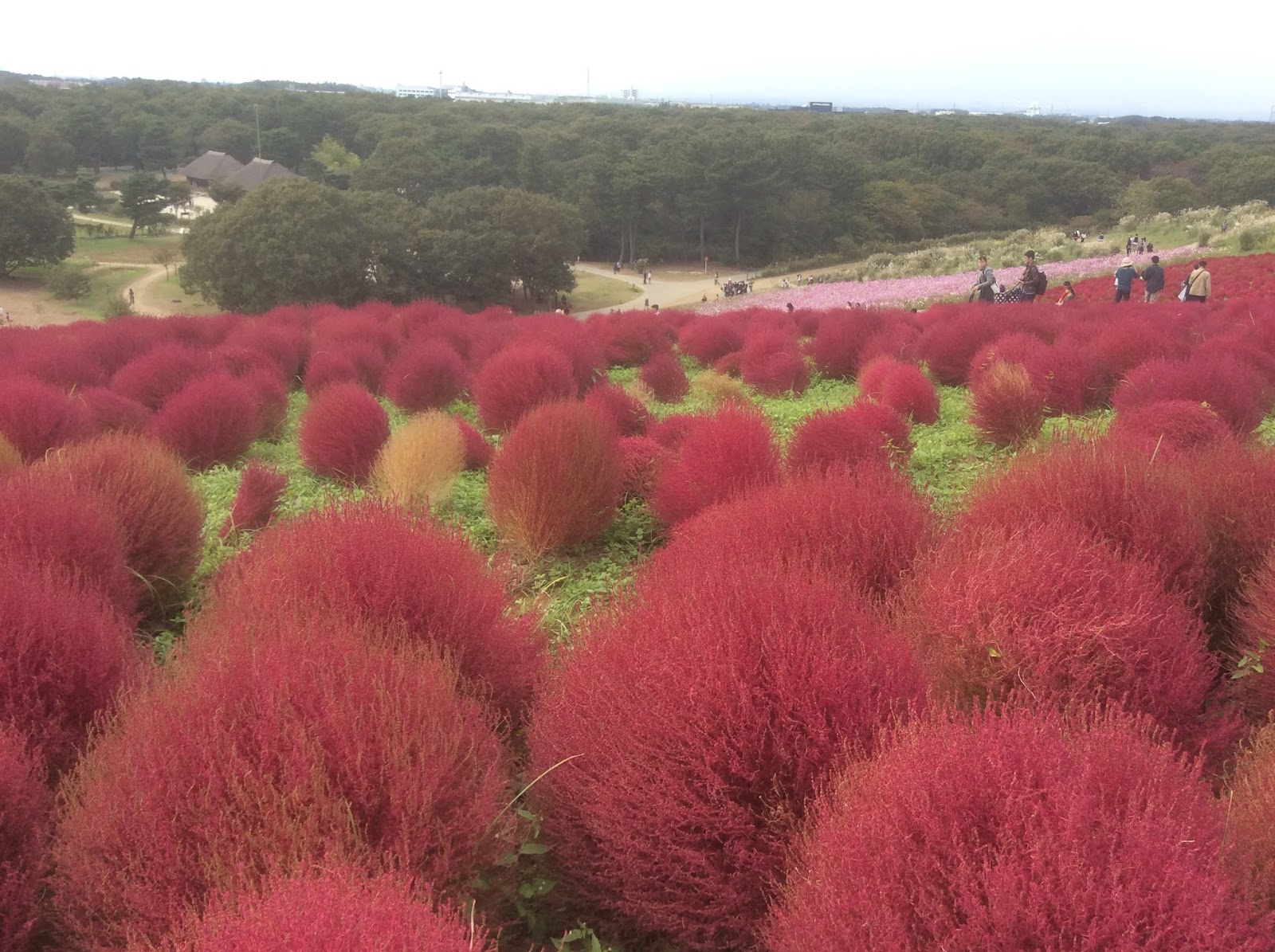 日本語のチカラ 愛する が苦手な日本人