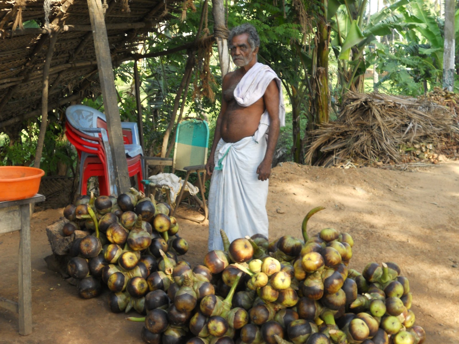 Ice Apple Fruit In Hindi Andre