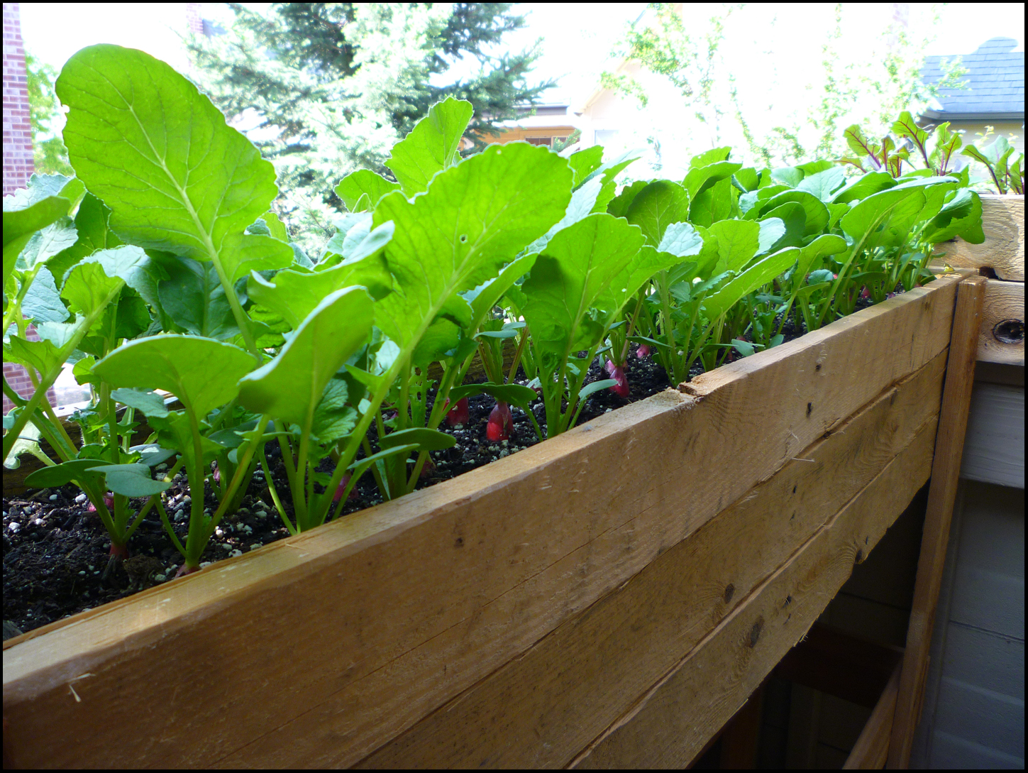 Patio of Pots Harvesting Radishes
