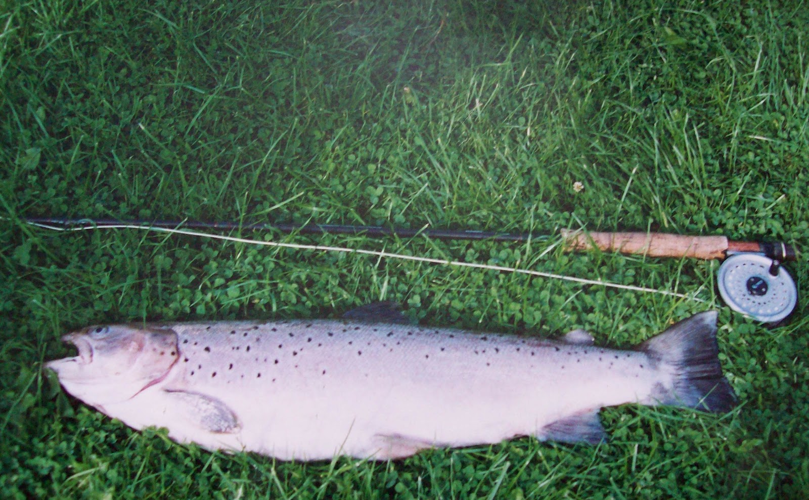 Nickseatrout,s blog. Fishing the river towy for salmon and sea trout