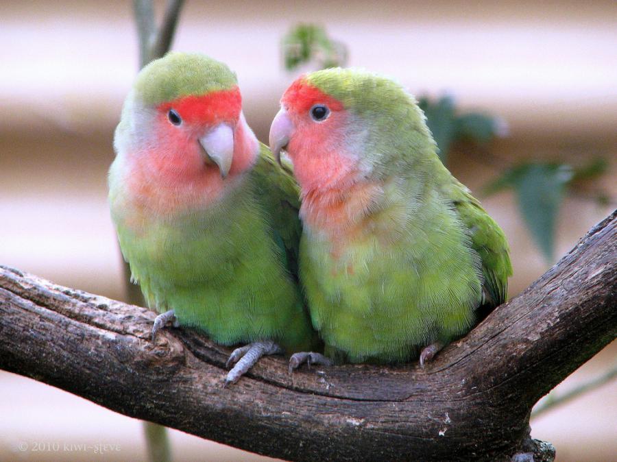 Beyond the Blue Domes: Lovely Pictures of Love Birds