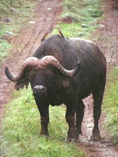 bufal, búfalo, bufalos, parc nacional Aberdare, parque nacional aberdare, Aberdare National Park, aberdare national park, Kenya, Africa, africa