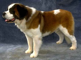 Dog Site Breeds Saint Bernard St Dog Site Breeds Saint Bernard