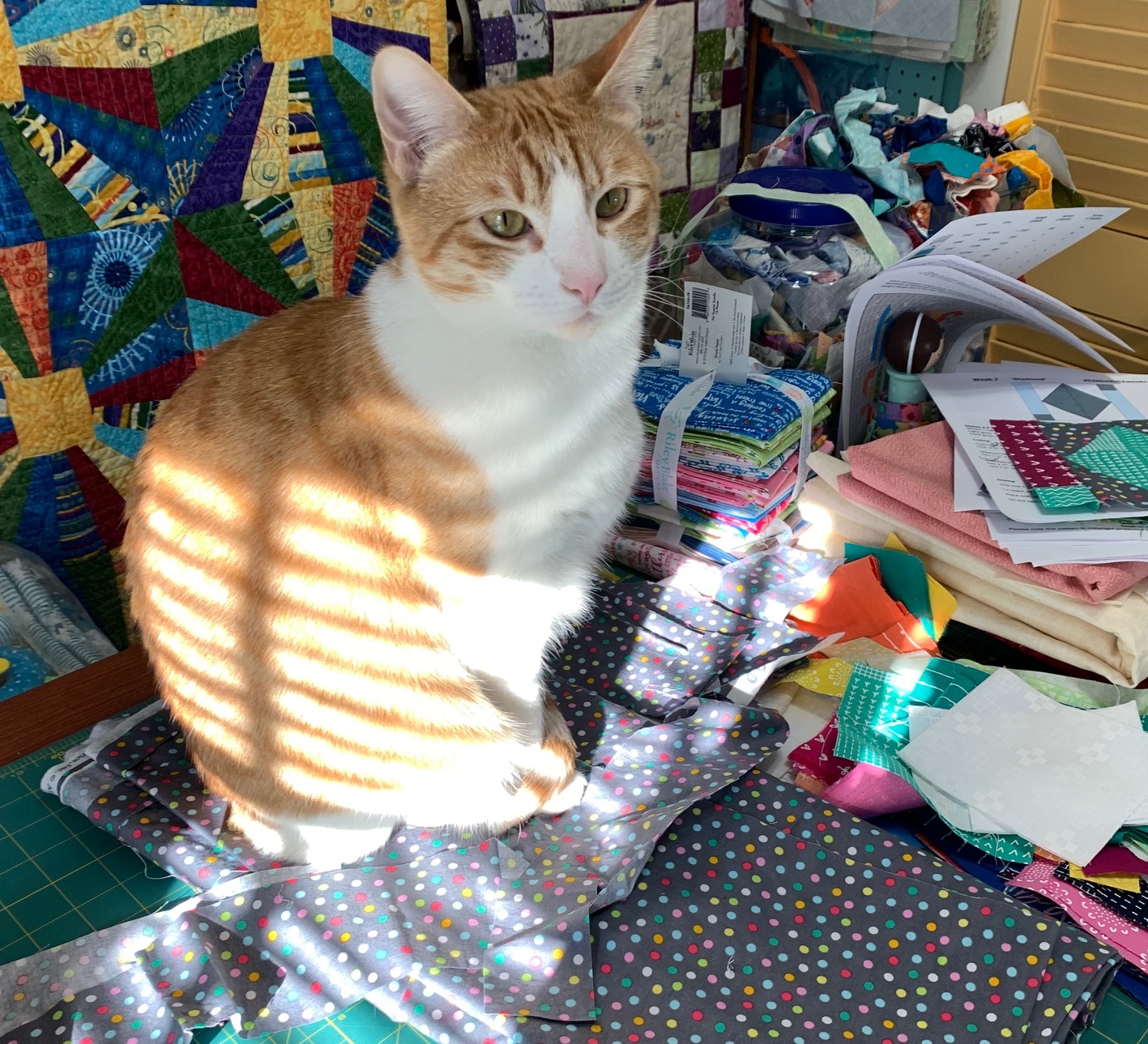 Life in the Scrapatch Scraps 'n' Cats