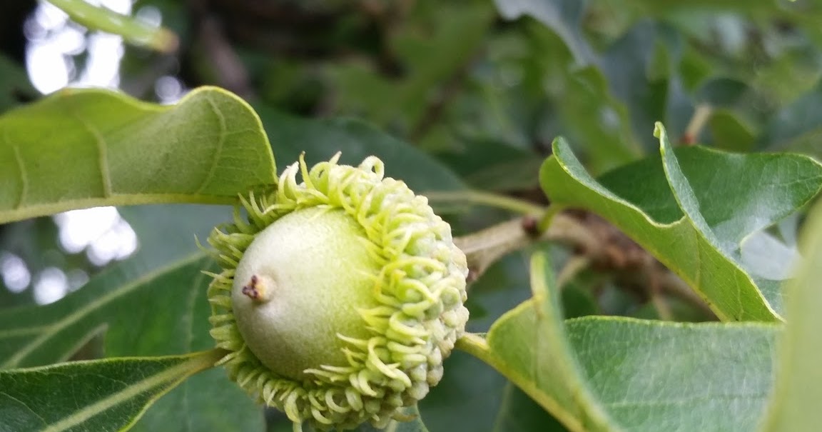 Renaissance Men Best Trees For Calgary; Burr Oak