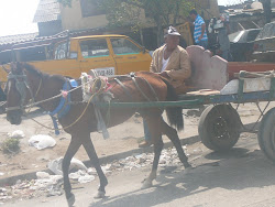 Mule Cart has right of way, streets of Barranquilla