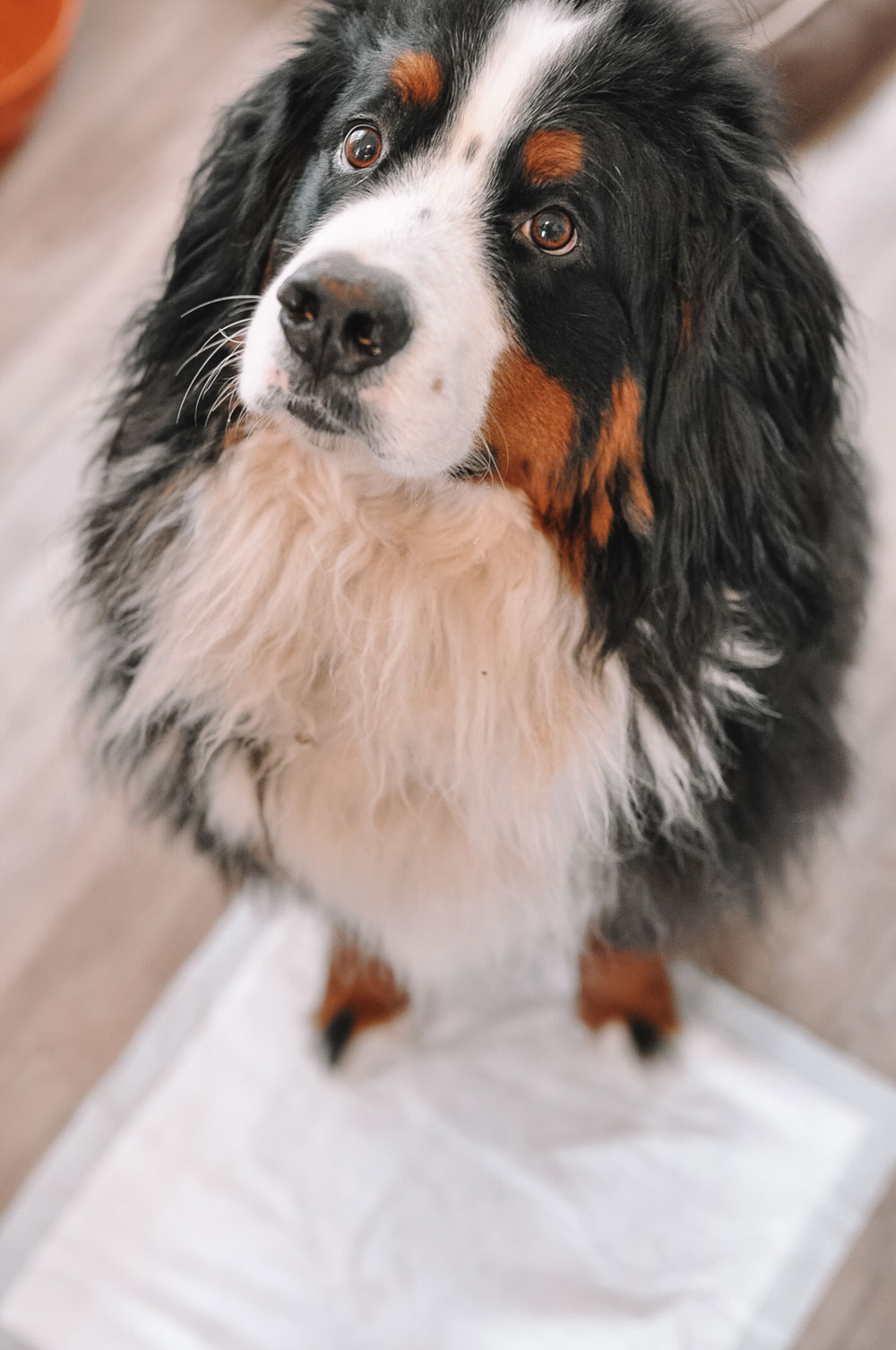 How I Use Hartz Dog Pads for Large Breed Dogs Amanda's OK A