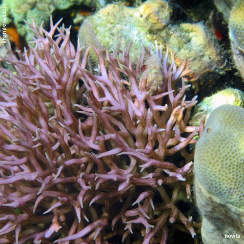 terumbu karang