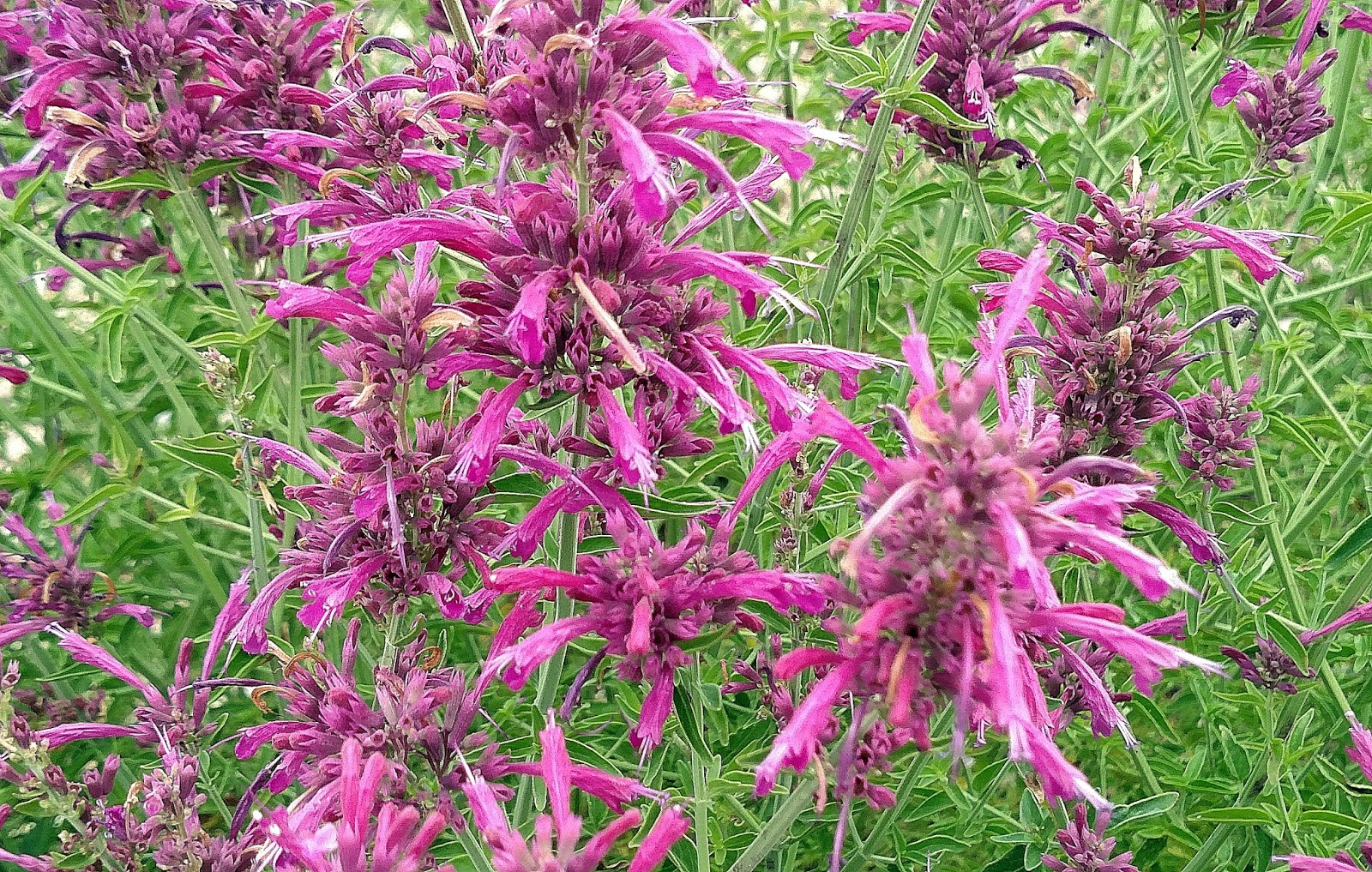 The Mathematical Tourist: Hummingbird Mint