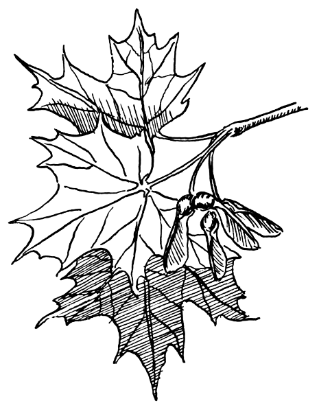 making maple syrup coloring pages - photo #9