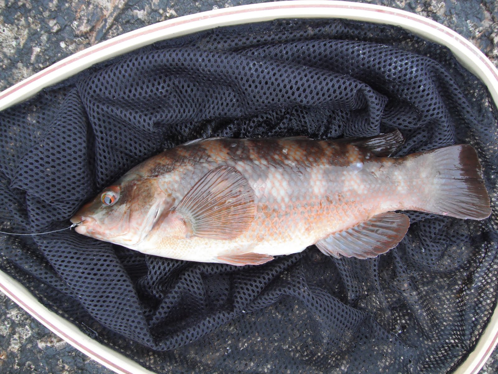 South East Lure Angling Bas off the top and some Lrf.....