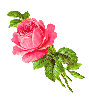pink rose clip art rose flower image botanical art illustration