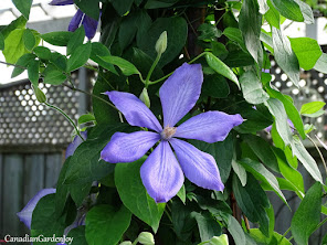 Clematis "Fujimusume"