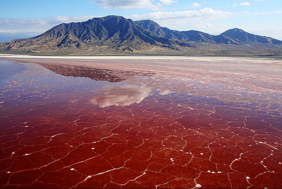 natron lake petrified animals imgur natron lake petrified animals imgur