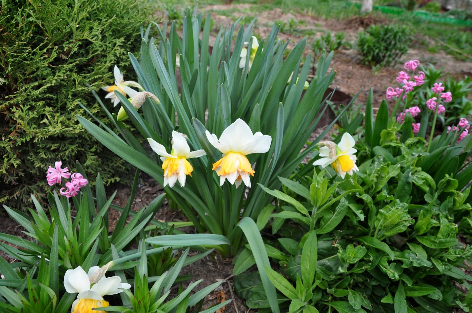 Narcissus. Garden flowers.