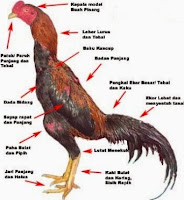 CARA MERAWAT BULU DAN TAJI AYAM BANGKOK YANG AKAN DIADU CARA MERAWAT BULU DAN TAJI AYAM BANGKOK YANG AKAN DIADU