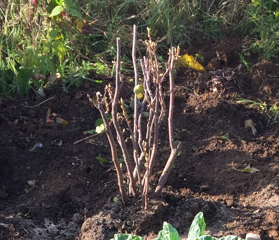 Future Plants By Randy Stewart Pheasant Berry