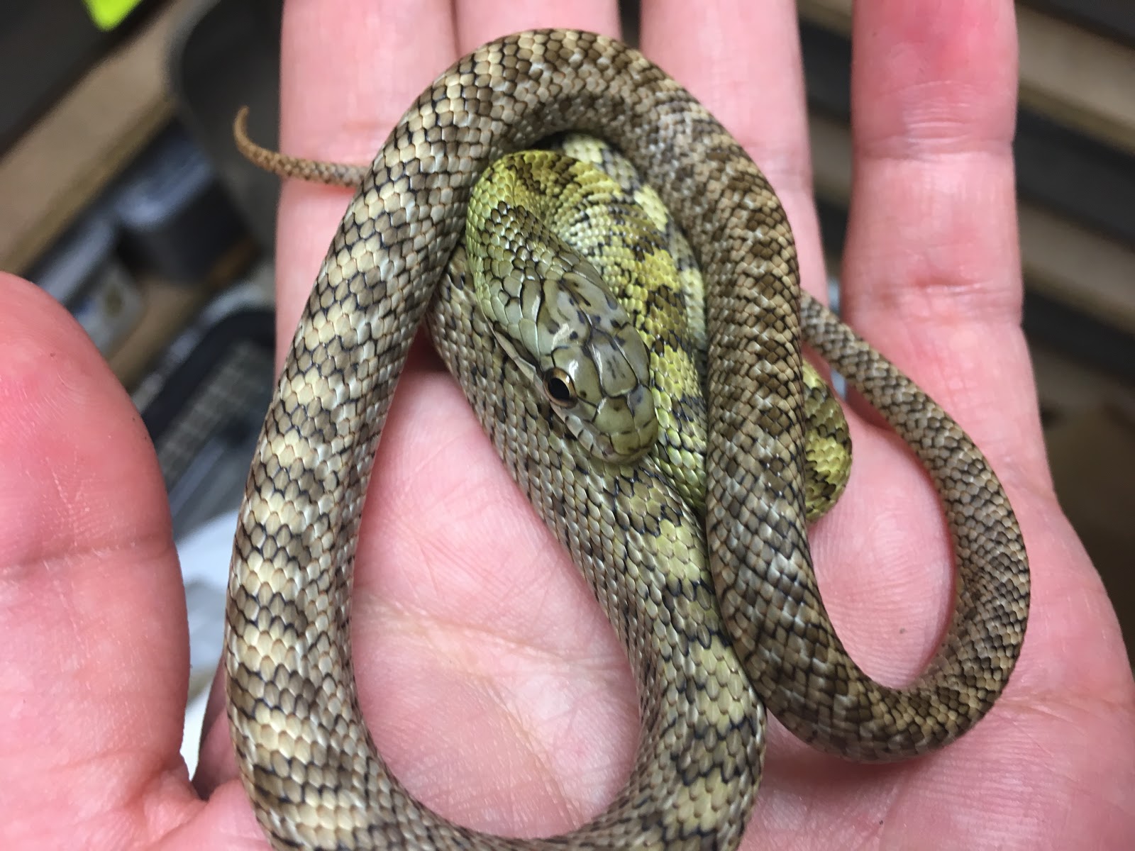 アルビノ ヤマカガシっぽい