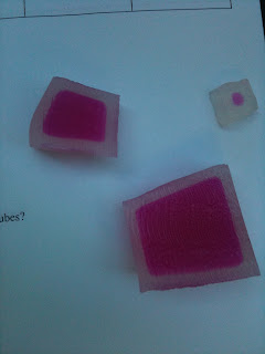 We Love Biology!: Cell Size Lab