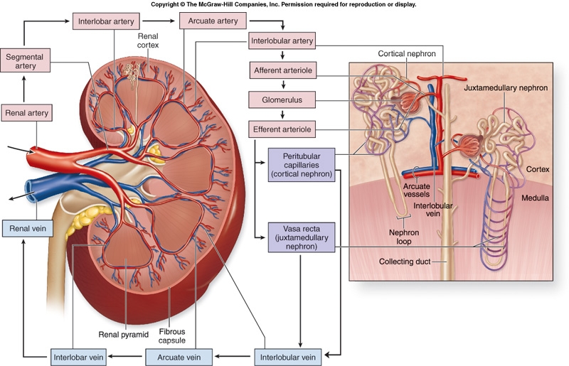 Dentistry and Medicine Blood Supply to the KidneysDiagrams