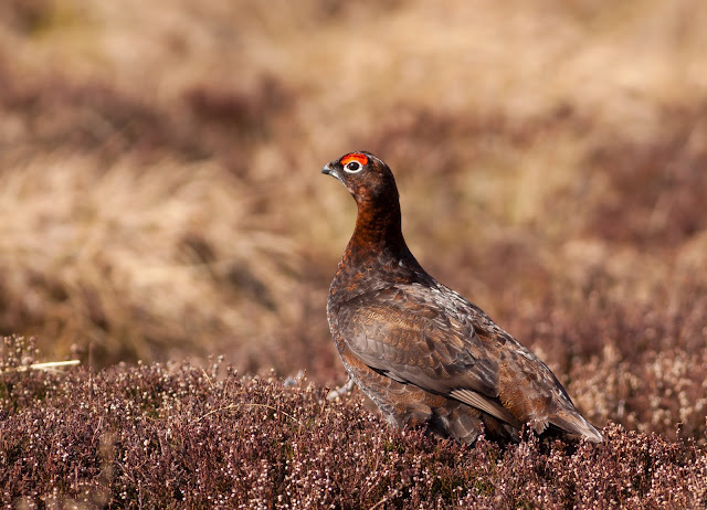 Red Grouse, Lochindorb