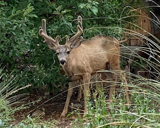 deer in my yard