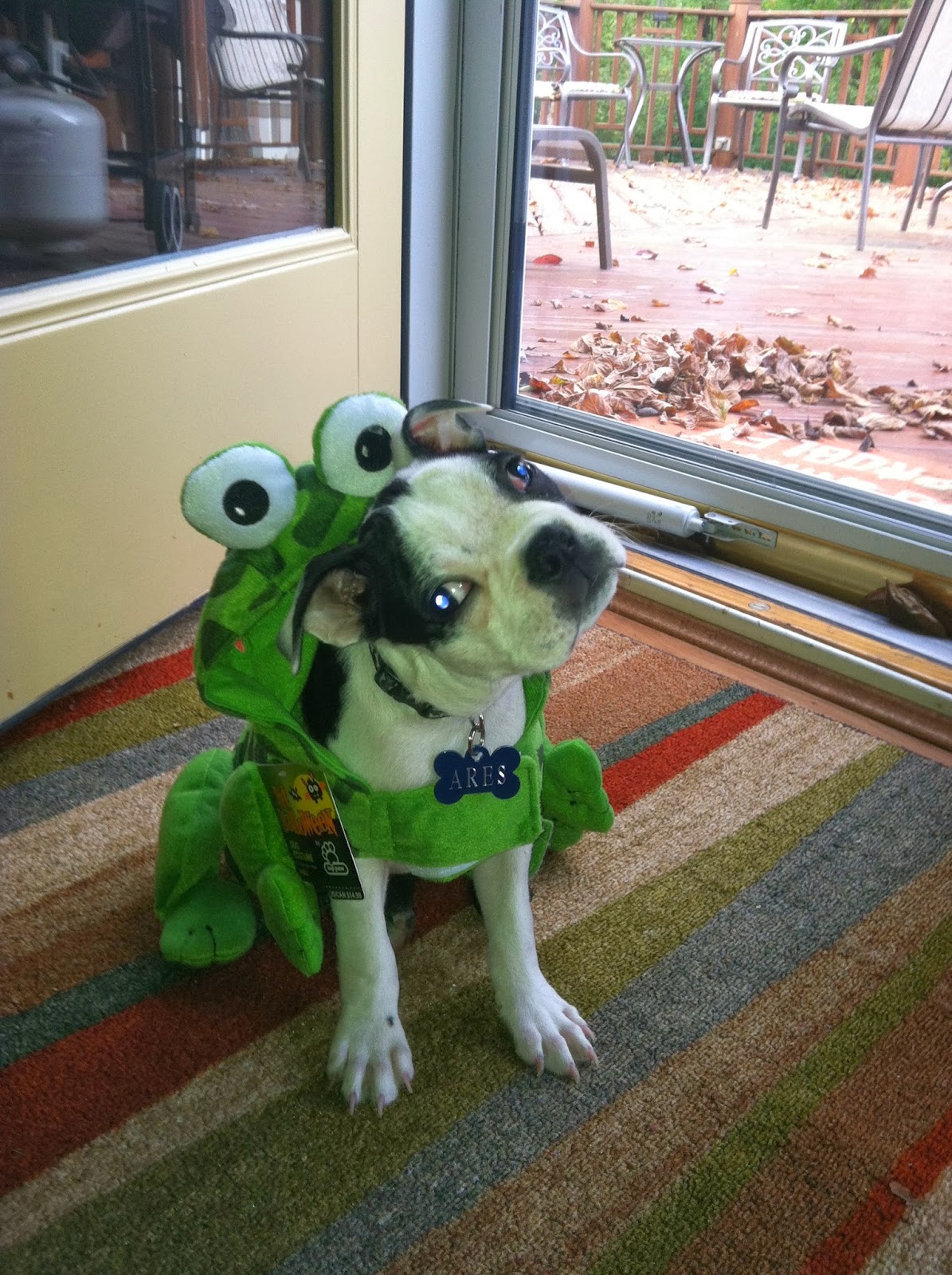 Dressing up Dogs On Clothing & Costumes The Ruff Life