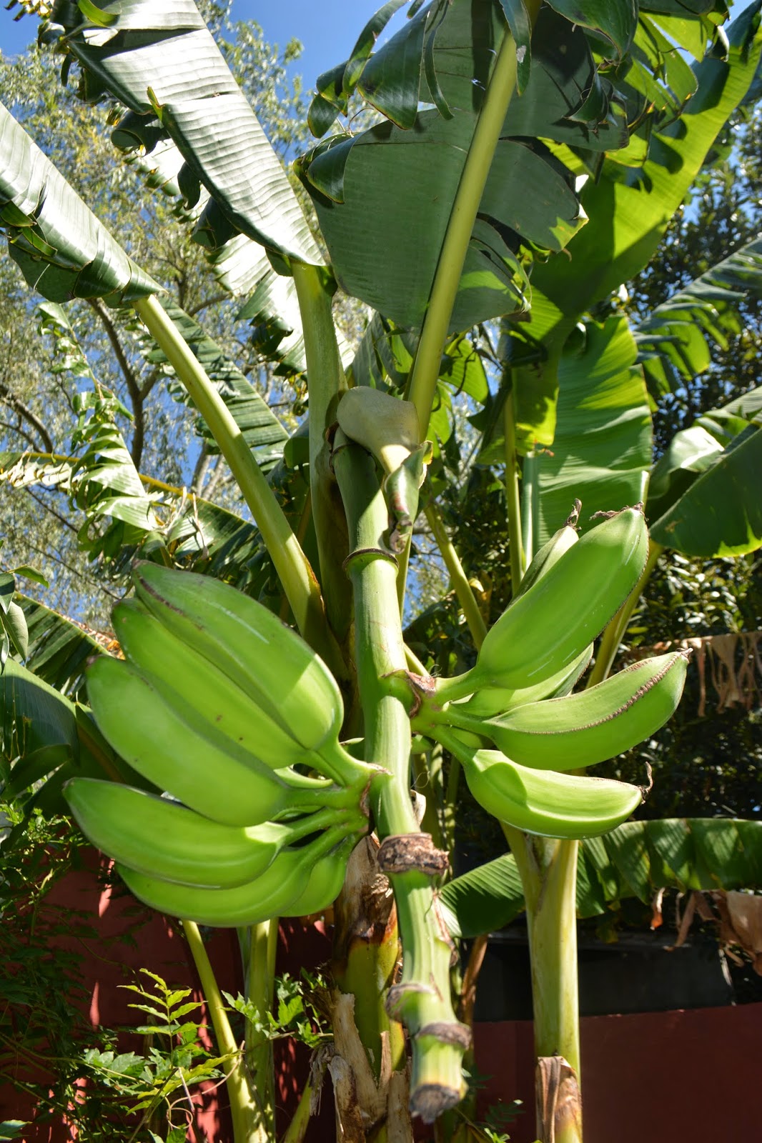 Bananas en zonas con heladas