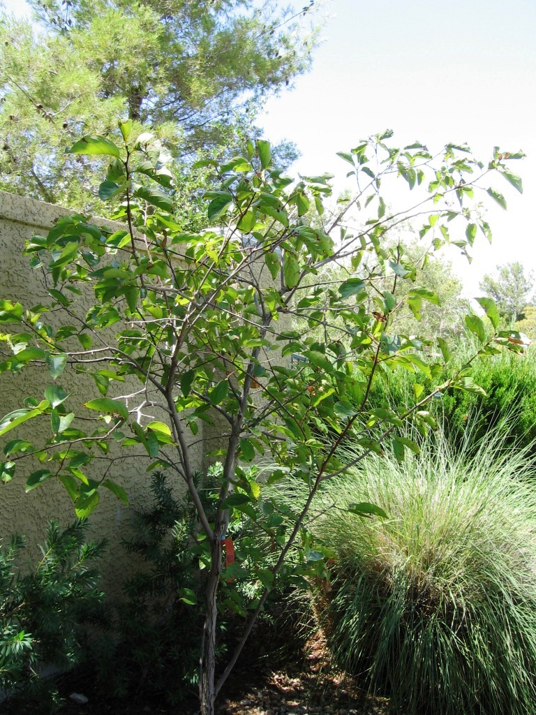 Xtremehorticulture of the Desert: Magnolia, Persimmon and Crepe Myrtle ...