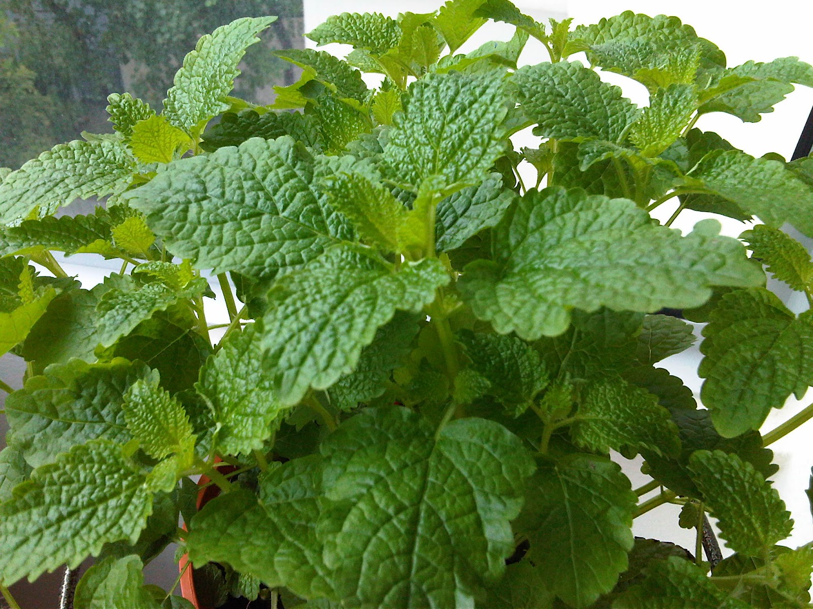Houris in the Garden Herbs...naturally good for body and environment