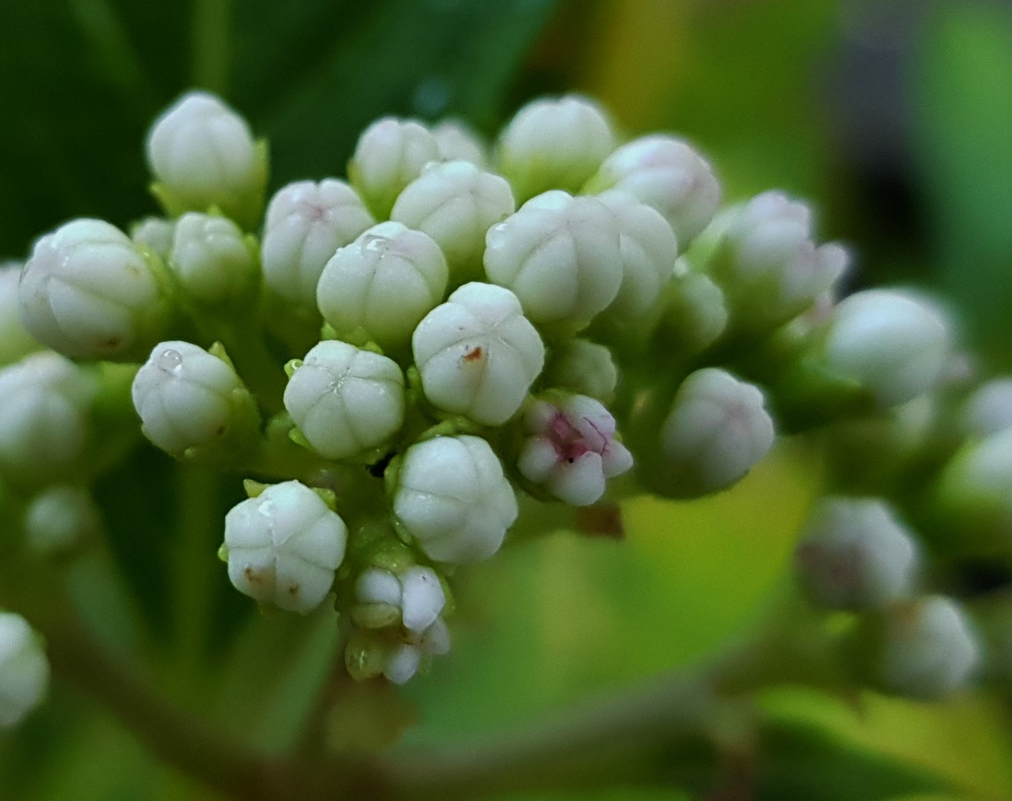 Three Dogs In A Garden Hydrangeas Care Basics Old New Varieties