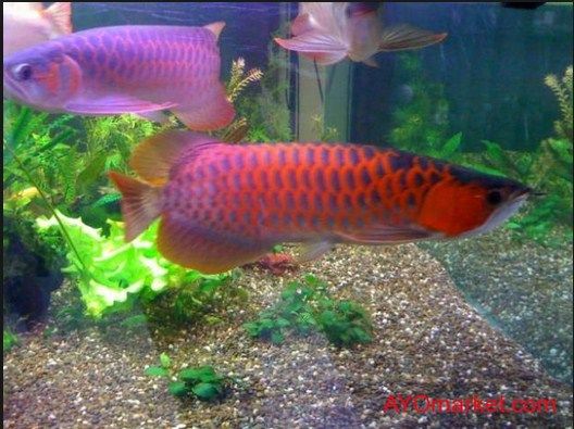 Harga Ikan Arwana Super Red anakan
