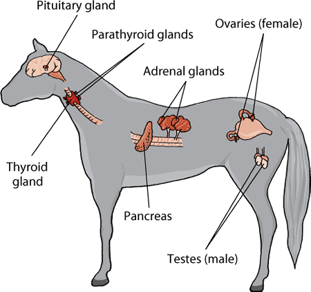 Endocrine system of animals, Hormones in animals - veterinary online