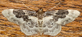 Least Carpet, Idaea rusticata atrosignaria.  Geometer.  Moths that arrived in the house on 15th August.