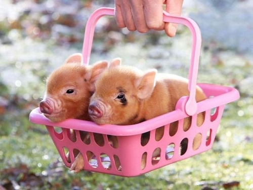 cute baby pigs cool stories and photos